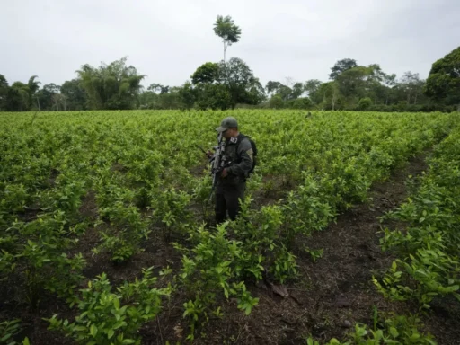 Colombia consolida su posición como líder mundial en la producción de cocaína