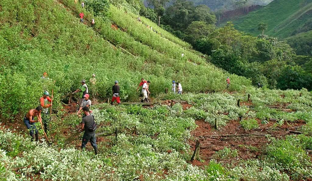 Colombia consolida su posición como líder mundial en la producción de cocaína