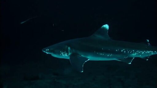 Dalatias licha, el tiburón bioluminiscente de aguas profundas