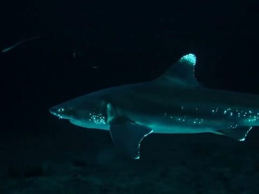Dalatias licha, el tiburón bioluminiscente de aguas profundas