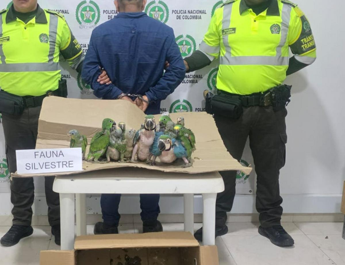 Detienen a dos hombres por tráfico de huevos de loros en Sudáfrica