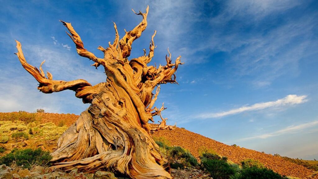 El árbol más antiguo del mundo: datos sorprendentes y su escala