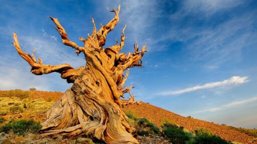 El árbol más antiguo del mundo: datos sorprendentes y su escala