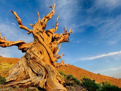 El árbol más antiguo del mundo: datos sorprendentes y su escala
