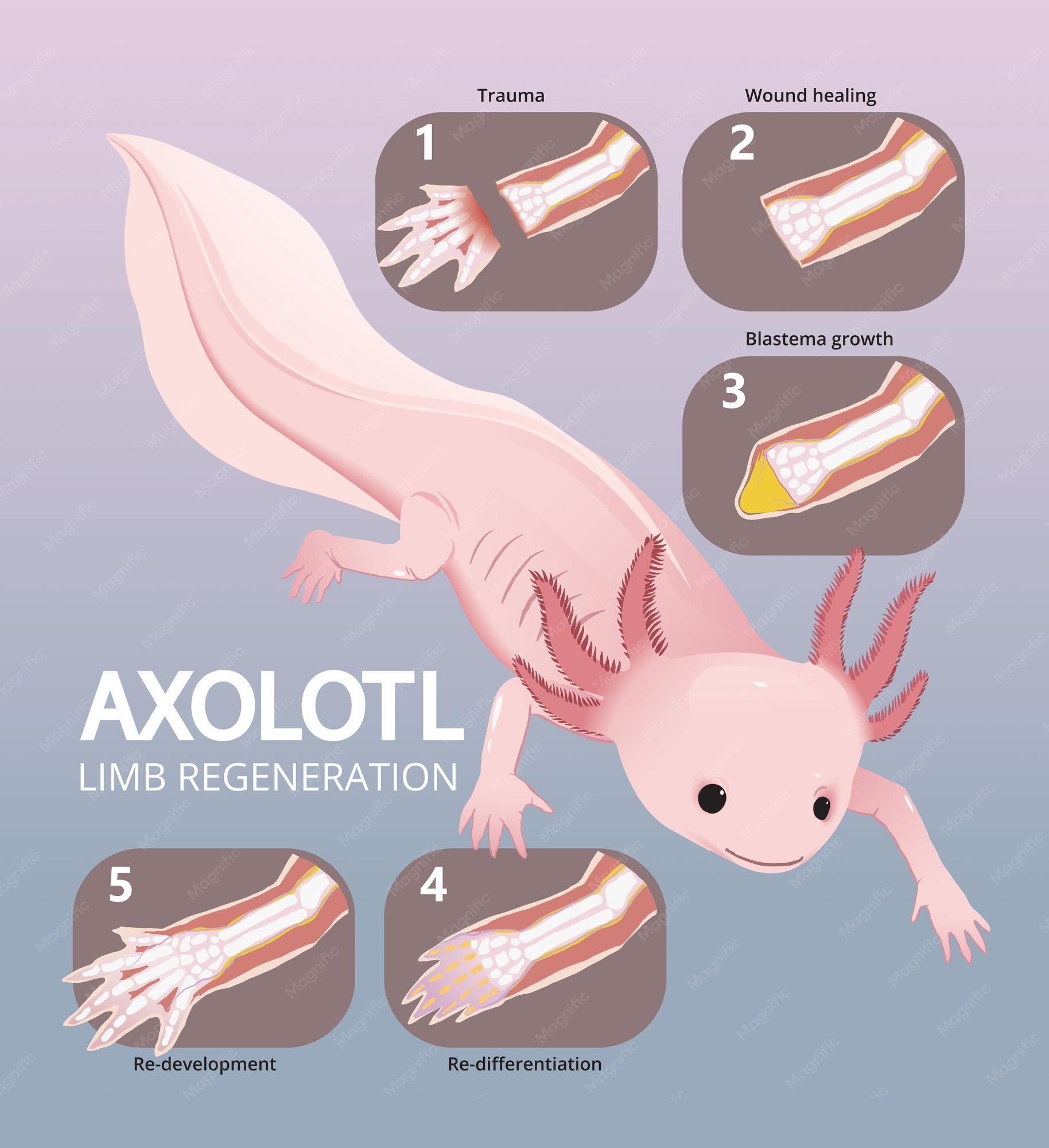 El axolote: el asombroso maestro de la regeneración