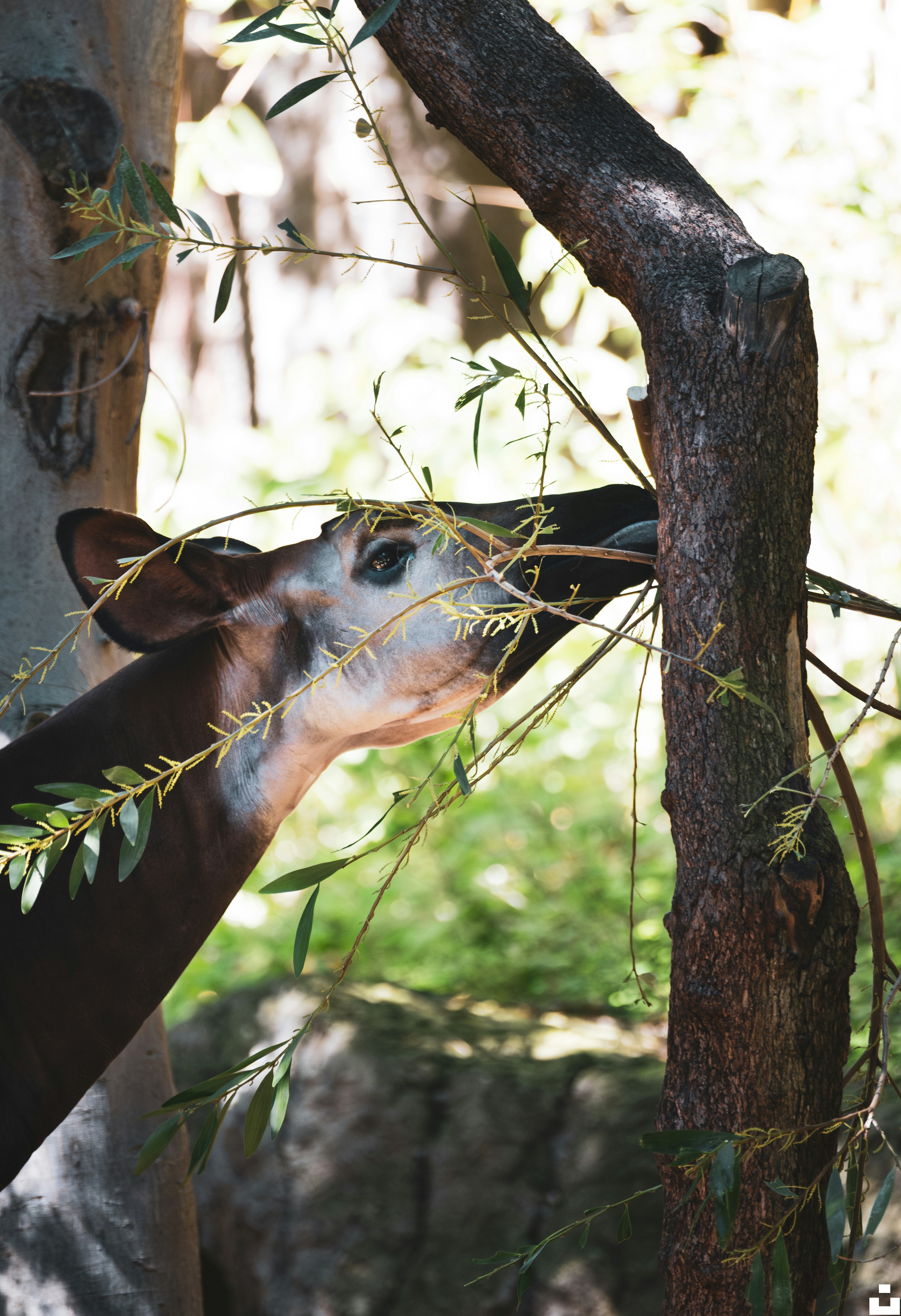 El Okapi: el misterio de la jirafa oculta