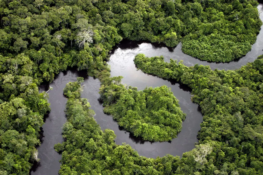 El pangolín: 6 datos fascinantes del único mamífero con armadura
