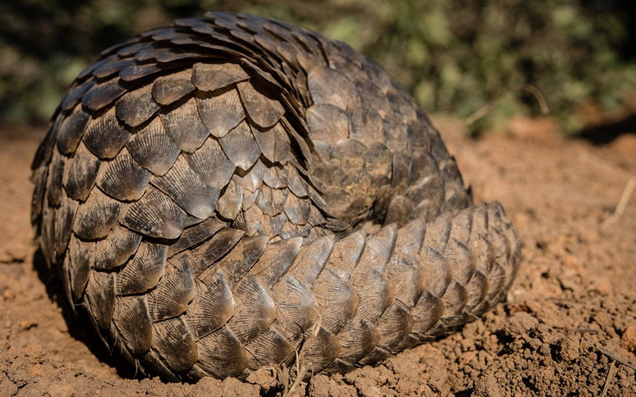 El pangolín: 6 datos fascinantes del único mamífero con armadura