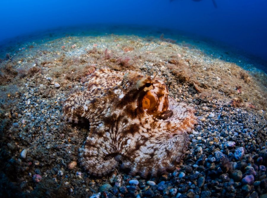 El pulpo mimético: 15 imitaciones que sorprenden a la ciencia
