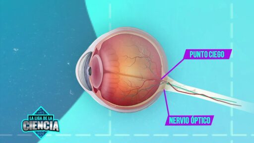 El punto ciego del ojo humano: 5 datos que te sorprenderán