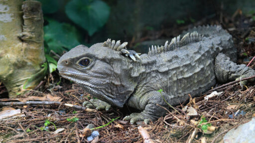 Imagen ilustrativa de Tuatara | San Diego Zoo Animals & Plants