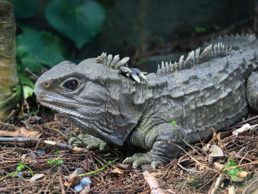 Imagen ilustrativa de Tuatara | San Diego Zoo Animals & Plants