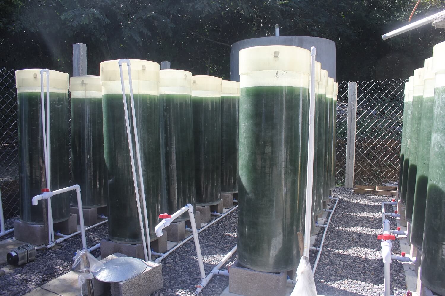 Espirulina bioactiva: 3 claves del avance tecnológico que resuelve la deficiencia de vitamina B12