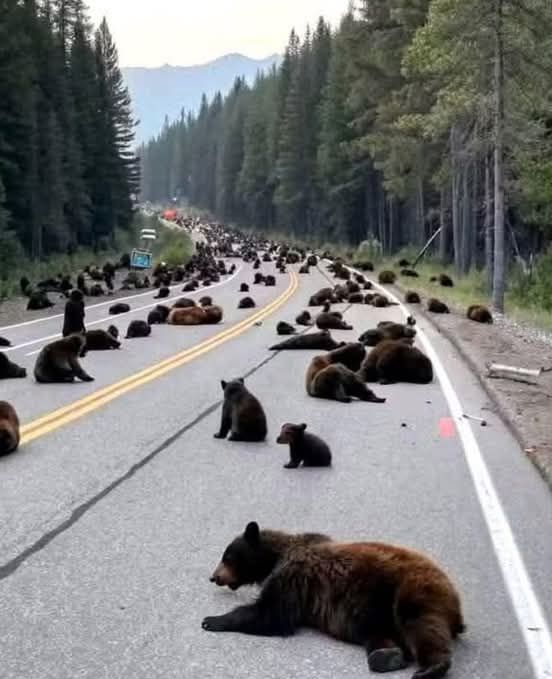 ‘Extraña movilizacion’ de los animales del Parque Yellowston alerta a turistas