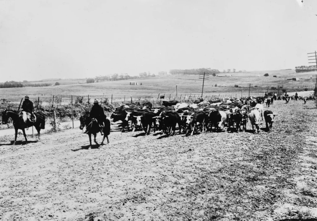 Arreo de una tropa de ganado vacuno por un camino rural en Uruguay (fotografía histórica)