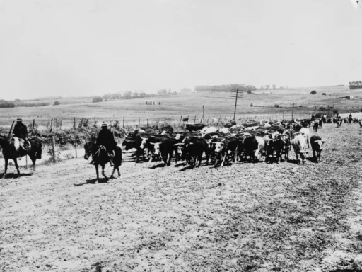 Arreo de una tropa de ganado vacuno por un camino rural en Uruguay (fotografía histórica)