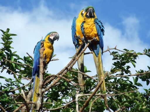 Guacamayas azul y amarillo en Caracas