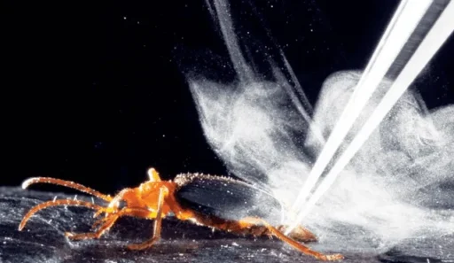 Increíble defensa química: 5 datos que no sabías del escarabajo bombardero