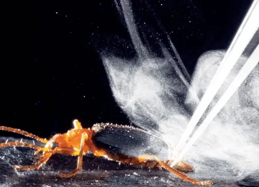 Increíble defensa química: 5 datos que no sabías del escarabajo bombardero