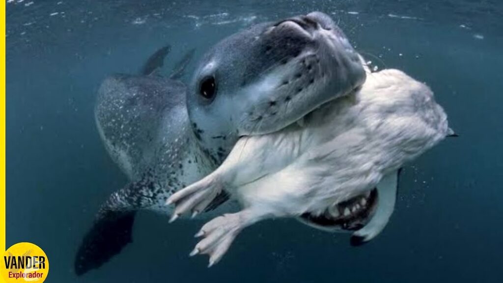 La foca leopardo: sorprendente depredadora del pingüino emperador
