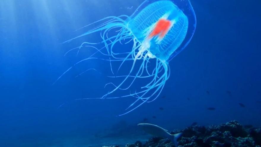 Los secretos de la medusa inmortal: 7 datos sorprendentes