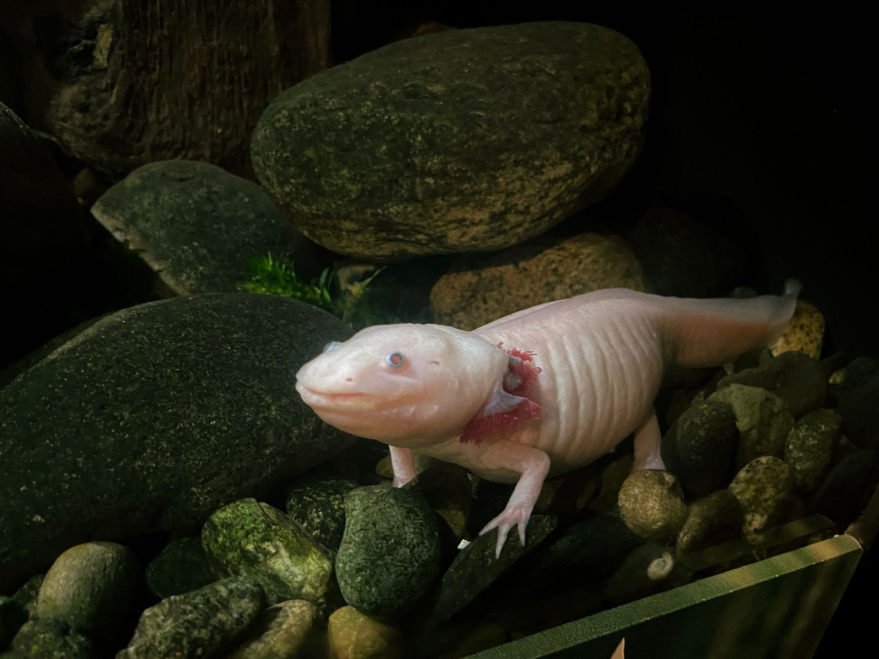 misterios regeneración axolote ciencia