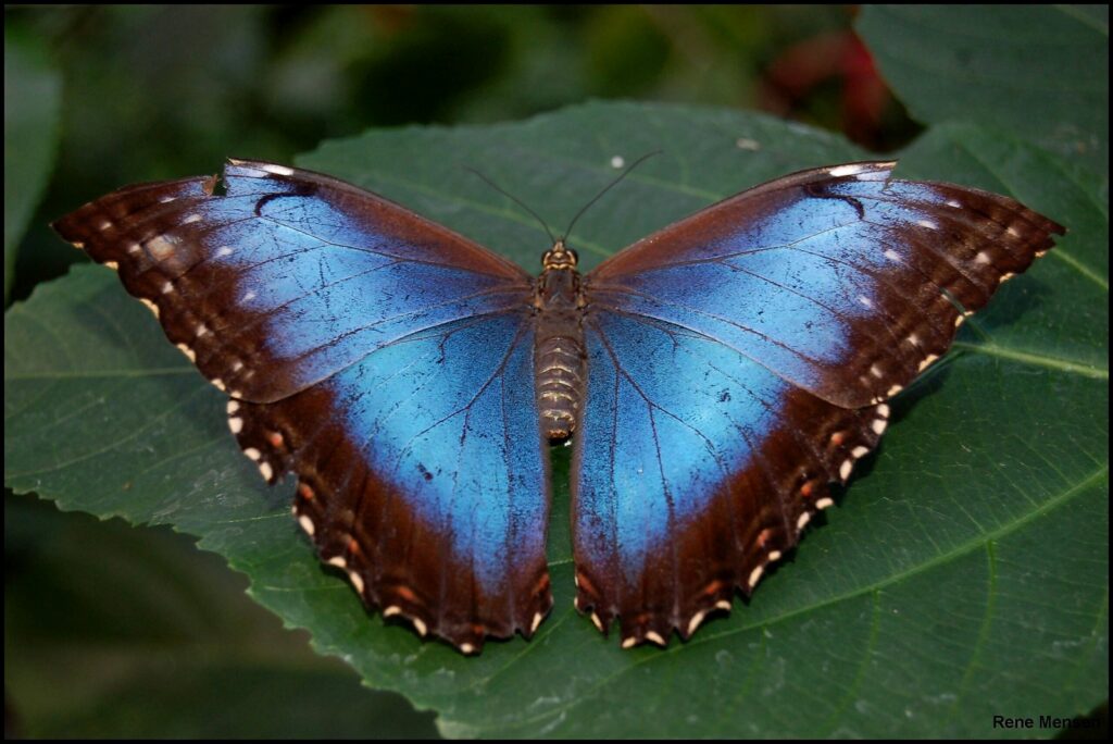 Morpho didius: la mariposa neotropical de alas azul metálico y 15 cm