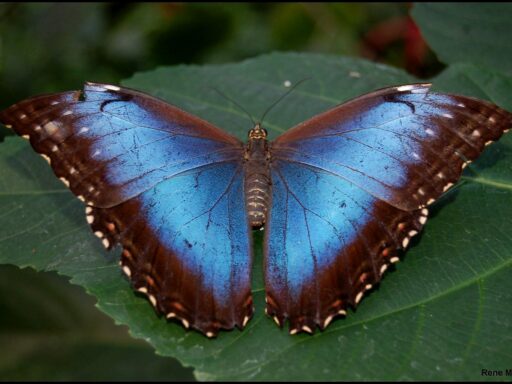 Morpho didius: la mariposa neotropical de alas azul metálico y 15 cm