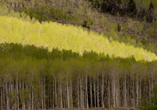Pando: el organismo de 6.000 toneladas que desafía la biología