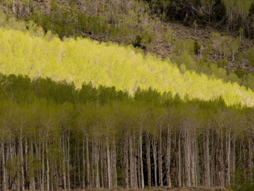 Pando: el organismo de 6.000 toneladas que desafía la biología