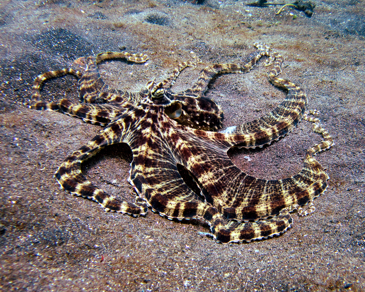 pulpo mimético