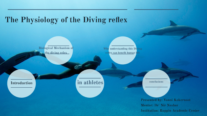 ¿Sabías que tu cara activa un reflejo de buceo similar al de los delfines?