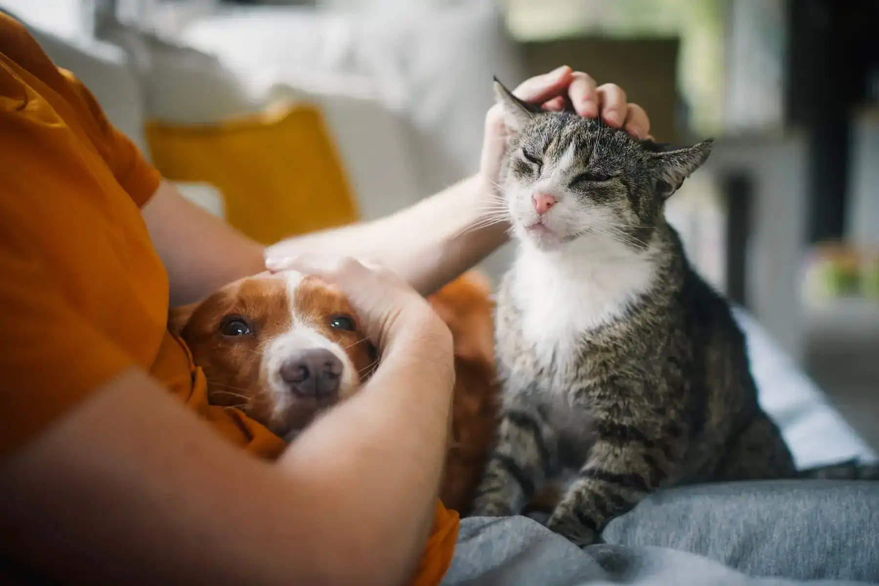 Tu mascota será feliz gracias a estos 5 tips
