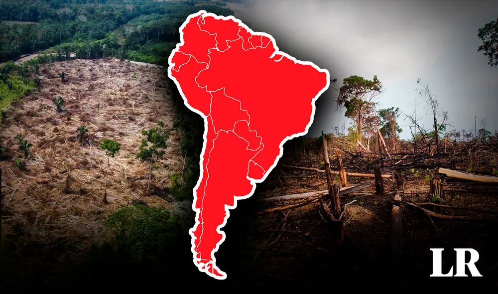 Vuelta atrás: gobierno deroga decreto que flexibilizó la aprobación ambiental de proyectos forestales