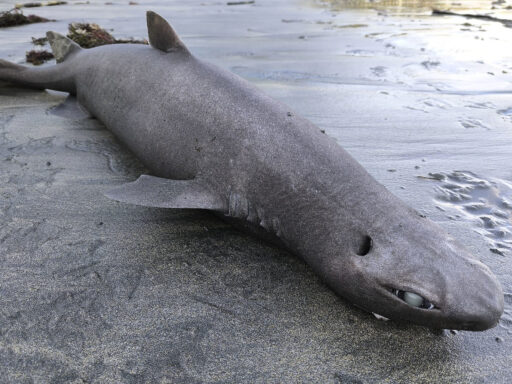 Imagen ilustrativa de La llegada de un tiburón foca a una playa de Asturias genera una gran ...
