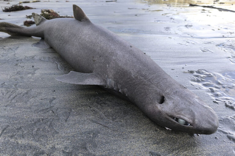 Centroscymnus coelolepis: el tiburón foca que batió récord a 3.675 m