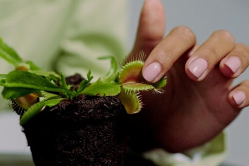 Las plantas carnívoras: la sorprendente historia de la carnivoría vegetal