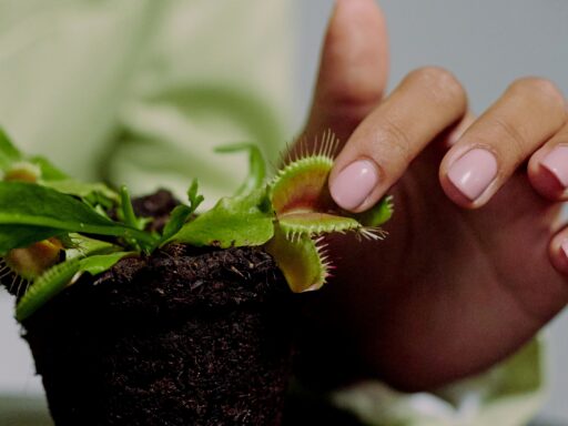 Las plantas carnívoras: la sorprendente historia de la carnivoría vegetal